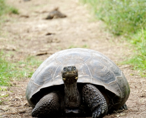 Avanzar despacio pero seguro, como las tortugas.