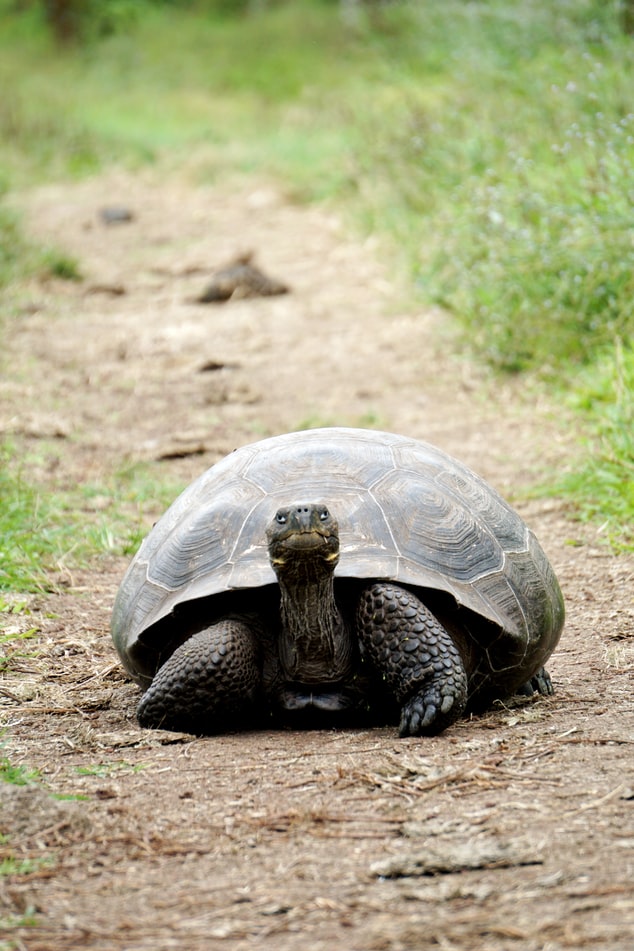 Aprender de las tortugas, que pasito a paso avanzan, sabiendo gestionar la incertidumbre de cada paso