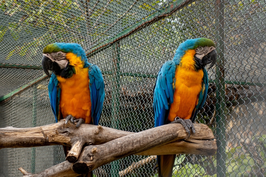 Dos papagayos en una rama y mirando cada uno de ellos a un lado. Parece que tienen algún problema entre ellos.