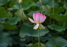 Retiro de silencio Mindfulness