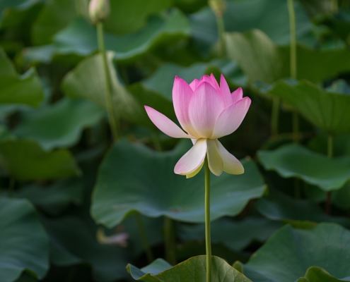 Retiro de silencio Mindfulness