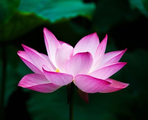 Cultivar la atención plena. Programa de Mindfulness MBCT