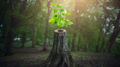 Elementos de la Resiliencia. Definición de resiliencia