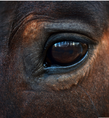 almudena de andres coaching caballos 2 - Coaching con caballos y Mindfulness. Una nueva mirada ante la incertidumbre. 14 de Mayo