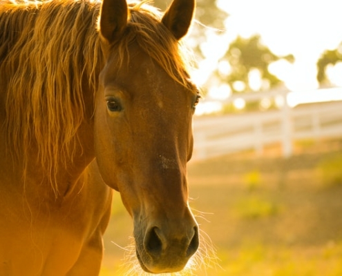 Coaching con caballos y Mindfulness