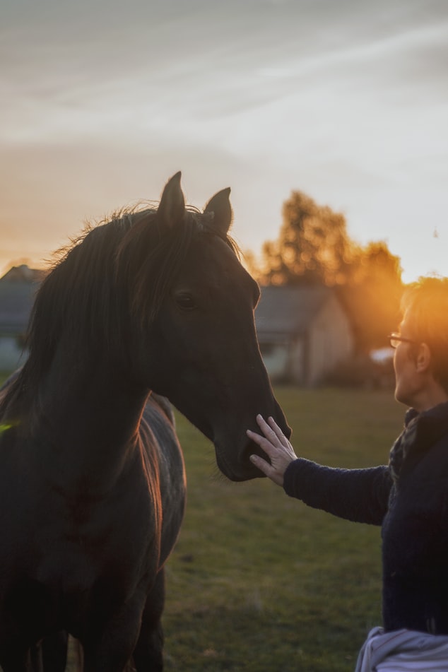 Mindfulness y coaching con caballos en Madrid