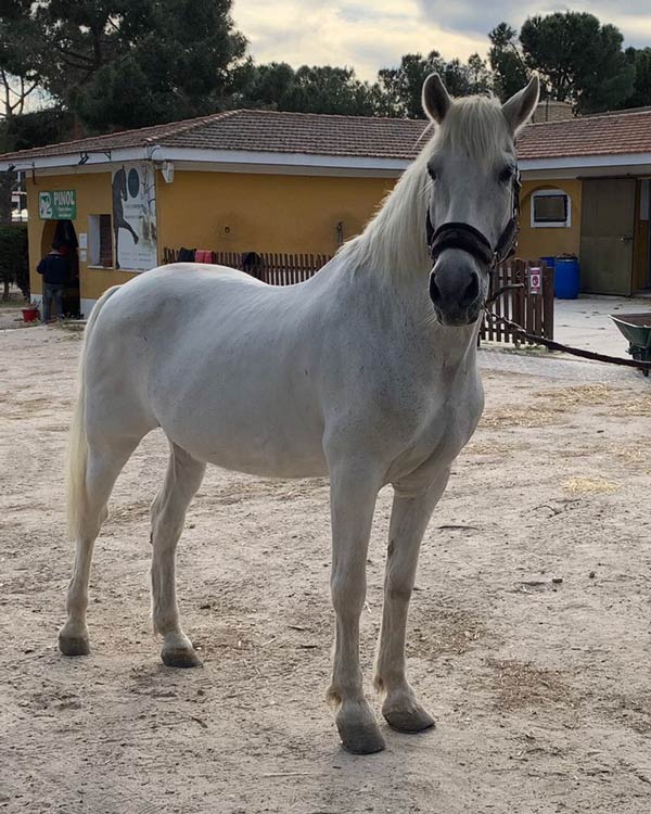 Coaching con caballos en Madrid