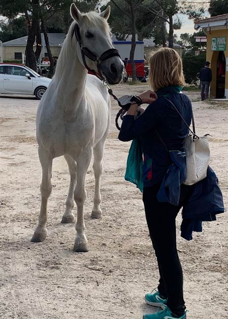 Mindfulness y Coaching con caballos en Madrid