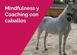 Mindfulness y Coaching con caballos en Madrid