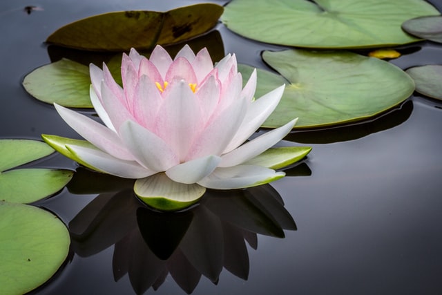 Taller gratuito de Mindfulness. Alcorcón. Noviembre de 2021